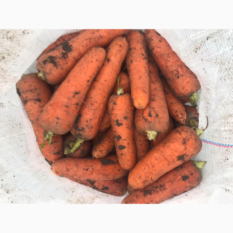 Фото 3. Продам морковь сорта Абако, отменное качество, большие объемы