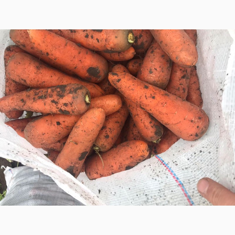 Фото 2. Продам морковь сорта Абако, отменное качество, большие объемы