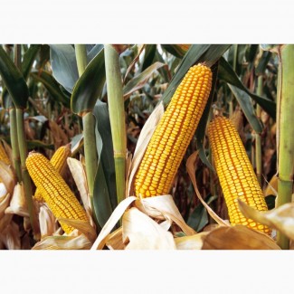 ТОВ Агрофірма Колос Пропонує насіння кукурудзи