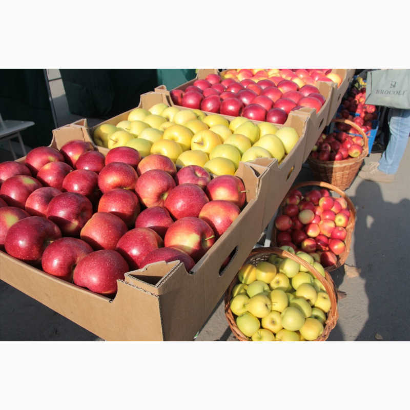 Фото 3. Продам яблука урожай 2020, Закарпатська обл