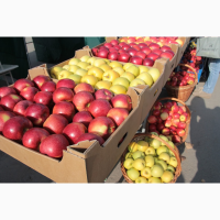 Продам яблука урожай 2020, Закарпатська обл