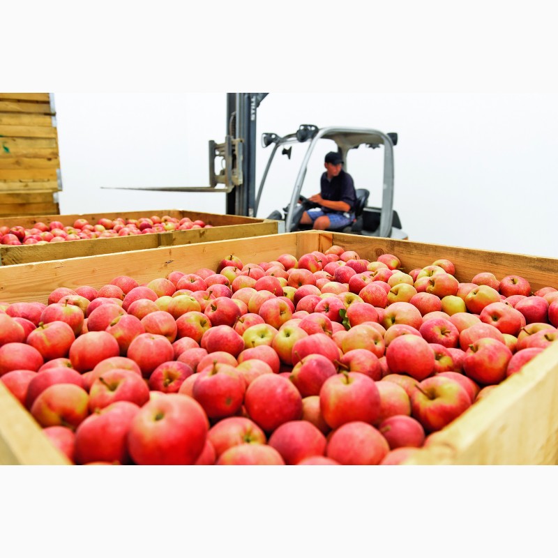 Фото 4. Продам яблука урожай 2020, Закарпатська обл
