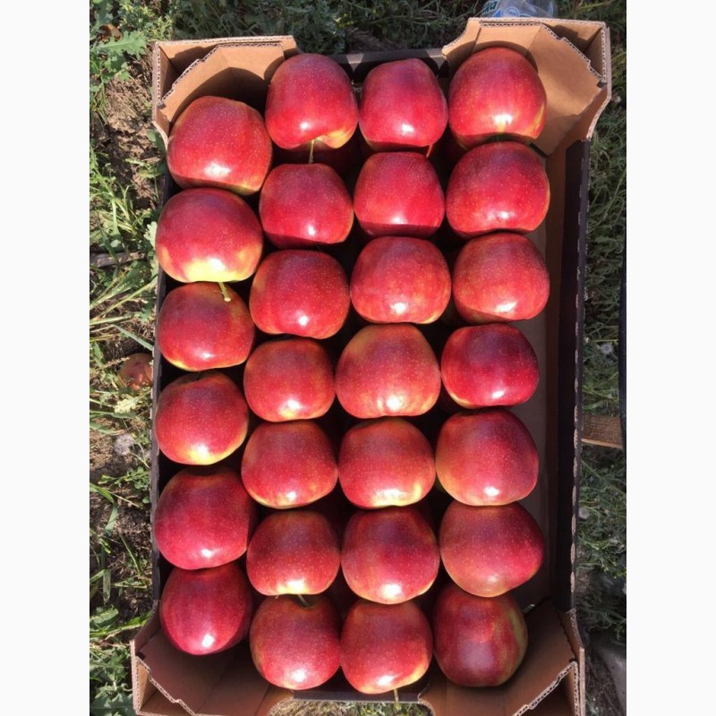 Фото 6. Продам яблука урожай 2020, Закарпатська обл