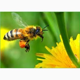 Продам сім#039;ї бджіл