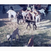 Продам англо-нубийских козлят