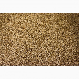 Купляємо проблемну пшеницю великими об#039;ємами