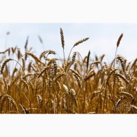 Купляємо некласну пшеницю по Україні
