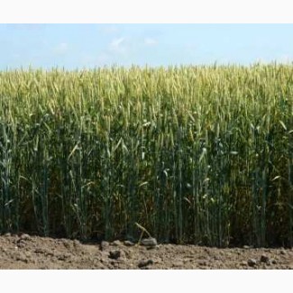 Семена озимой пшеницы Подолянка (доступна держ компенсация)