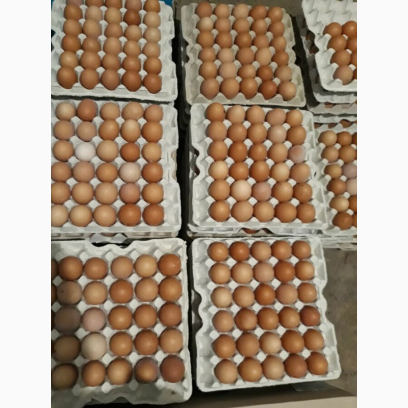 Яйцо оптом от производителя. Яйцо куриное оптом. Продаются яйца. Яйцо реализуемое в розницу. Объявление о продаже инкубационные яйца.