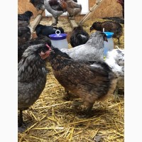 Інкубаційні голубі яйця курей Араукана