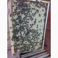 Продам бджолопакети карпатка