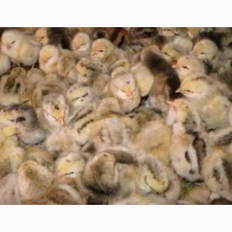 Качественные цыплята от производителя опт и розница