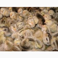 Качественные цыплята от производителя опт и розница