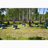 Продам бджолосім#039;ї ( пчелосемьи ) 2020 терміново