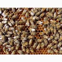 Продам пчелиные семьи / пчелосемьи