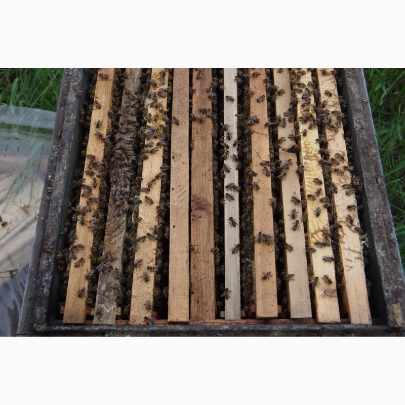 Фото 2. Продам пчелопакеты, пчелосемьи, пчел