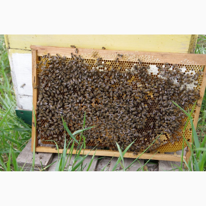 Фото 3. Продам пчелопакеты, пчелосемьи, пчел