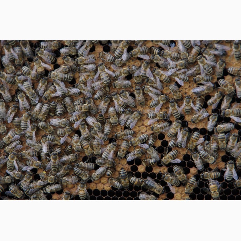 Фото 4. Продам пчелопакеты, пчелосемьи, пчел