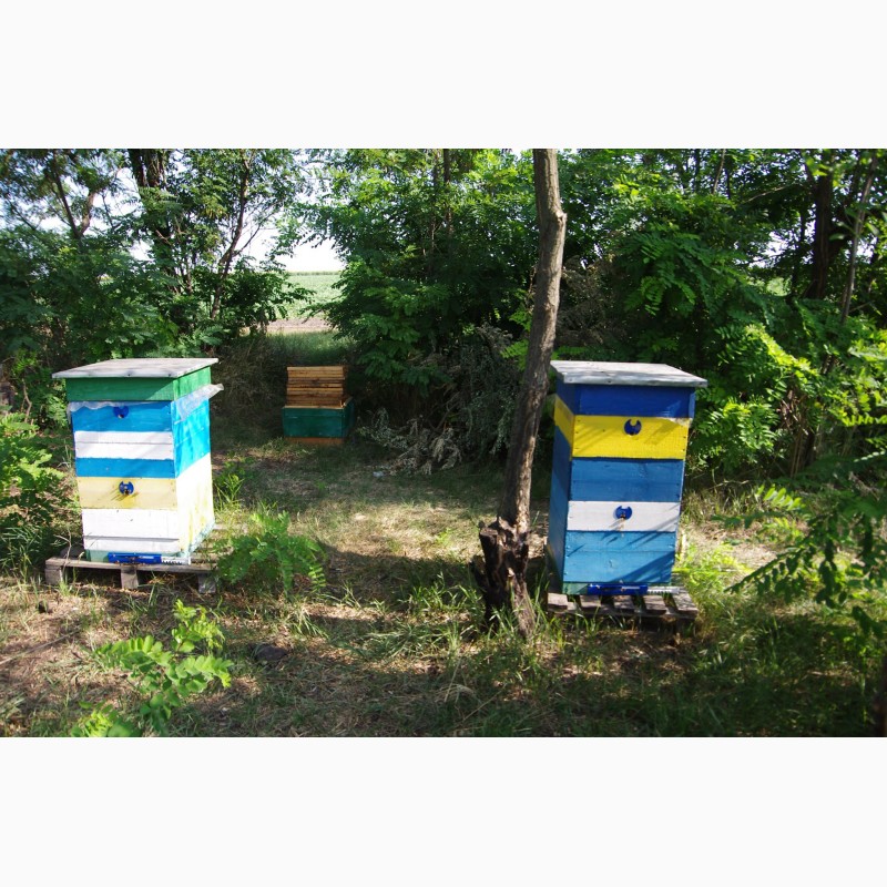 Фото 5. Продам пчелопакеты, пчелосемьи, пчел