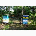 Продам пчелопакеты, пчелосемьи, пчел