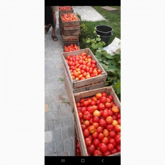 Продам свежие домашние помидоры