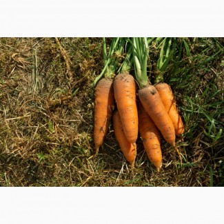 Только собрана сладкая морковка