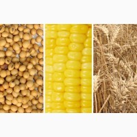 Кукуруза, пшеница, соя куплю