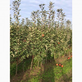 Фермерське господарство реалізує саджанці яблуні на підщепі ММ-106