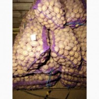 Продам насiння картоплi Галла