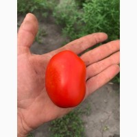 Продам помидор (сливку), сорт Пьетра Росса