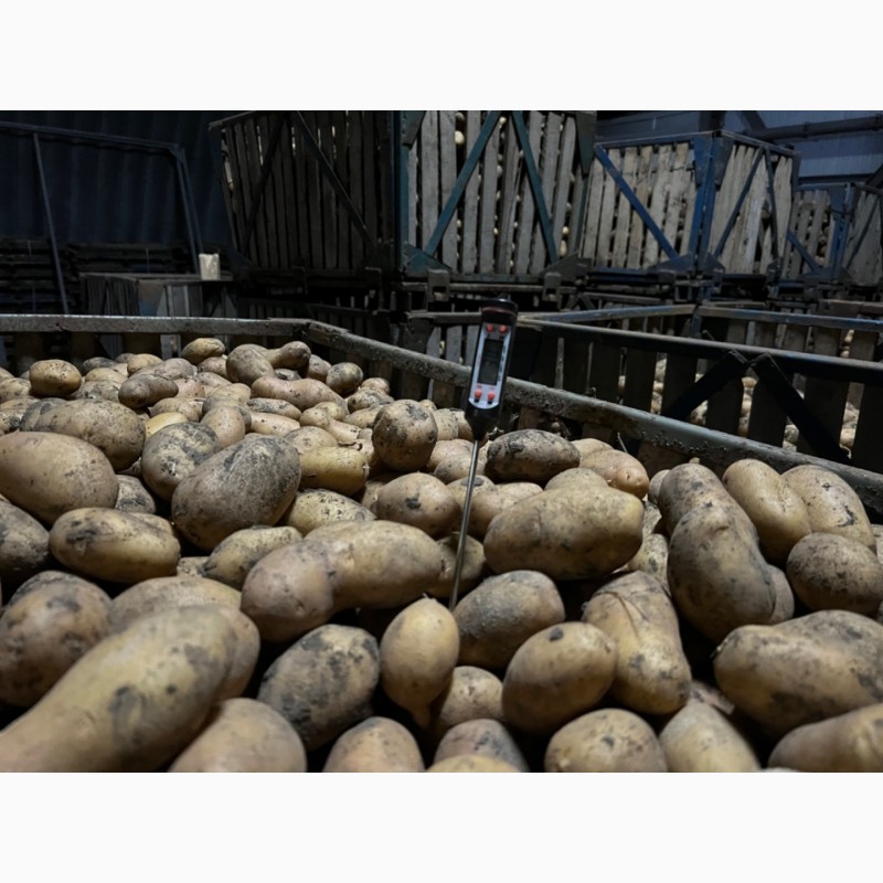 Фото 8. Продам картоплю
