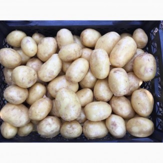 Продам молодой картофель оптом срочно