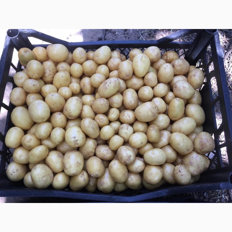 Фото 2. Продам молодой картофель оптом срочно