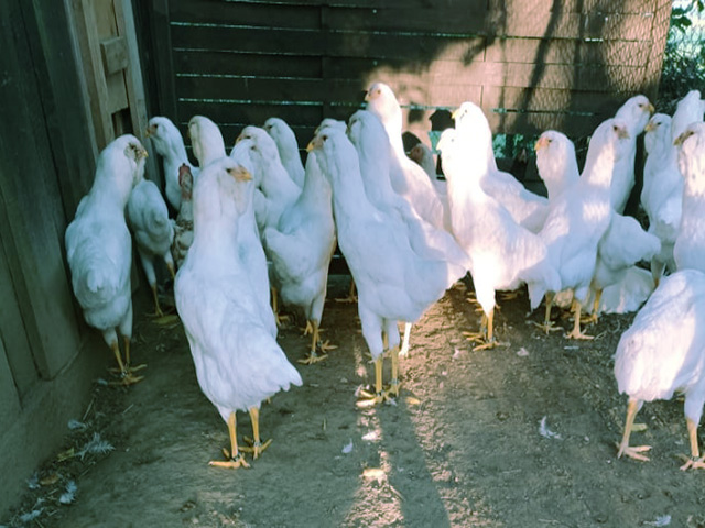Фото 2. Орловська ситцева, смугаста, біла.Кури, курчата, яйце інкубаційне