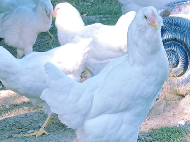 Фото 4. Орловська ситцева, смугаста, біла.Кури, курчата, яйце інкубаційне