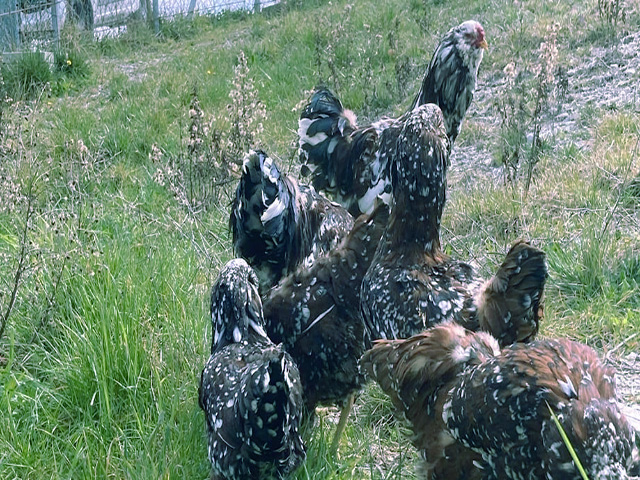 Фото 5. Орловська ситцева, смугаста, біла.Кури, курчата, яйце інкубаційне