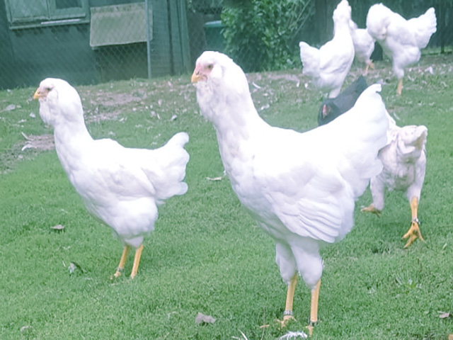 Фото 6. Орловська ситцева, смугаста, біла.Кури, курчата, яйце інкубаційне