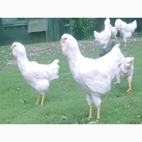 Орловська ситцева, смугаста, біла.Кури, курчата, яйце інкубаційне