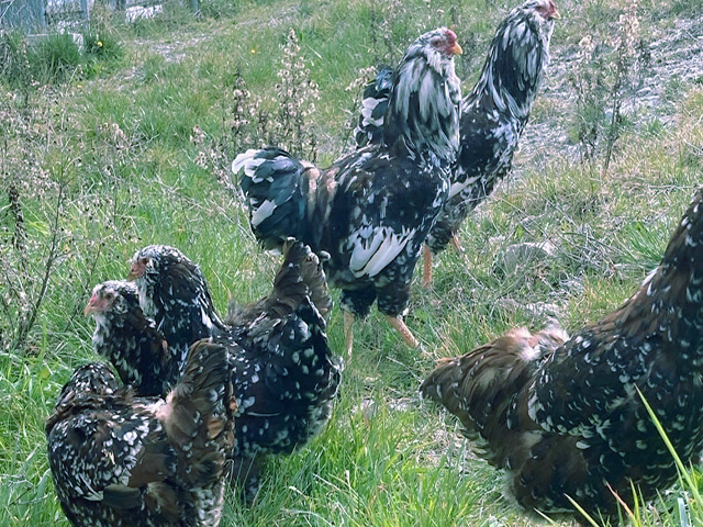 Фото 7. Орловська ситцева, смугаста, біла.Кури, курчата, яйце інкубаційне