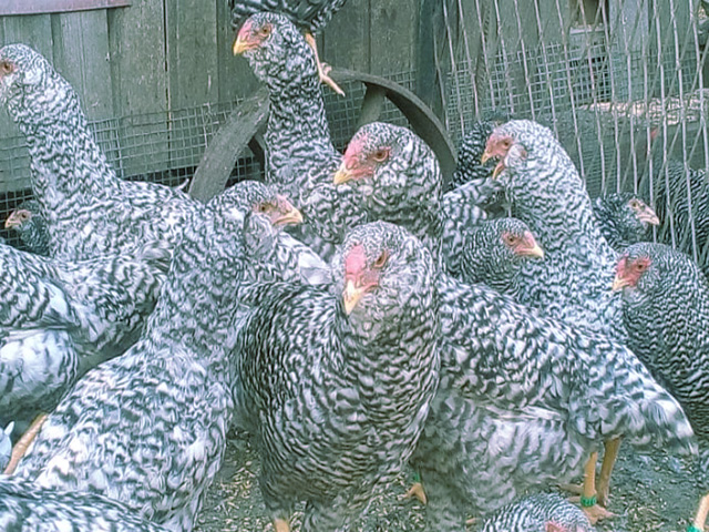 Фото 8. Орловська ситцева, смугаста, біла.Кури, курчата, яйце інкубаційне