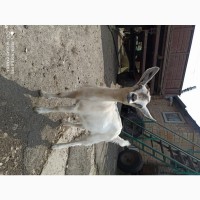 Продам козеня від породистої молочної кози