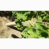 Виноград сорт Савиньон Блан (винный белый)