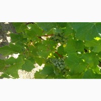 Виноград сорт Савиньон Блан (винный белый)