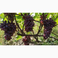 Продам виноград столових сортів оптом
