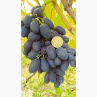 Продам виноград столових сортів оптом