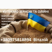 Закуповуємо зернові та олійні культури