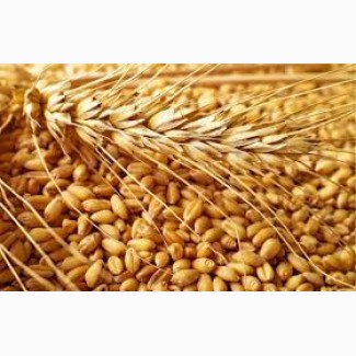 Купляємо пшеницю ( 2/3/4 клас) Тернопільська область