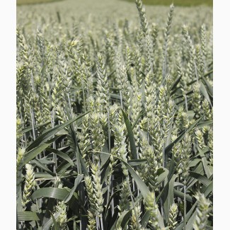 Насіння ярої пшениці КІТРІ Еліта