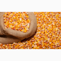 Кукуруза на экспорт от 25 000 тон (Corn for export) (FOB, FCA, CIF)