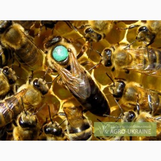 Пчеломатки карпатка 2019. Пчелиные плодные ( меченые) матки